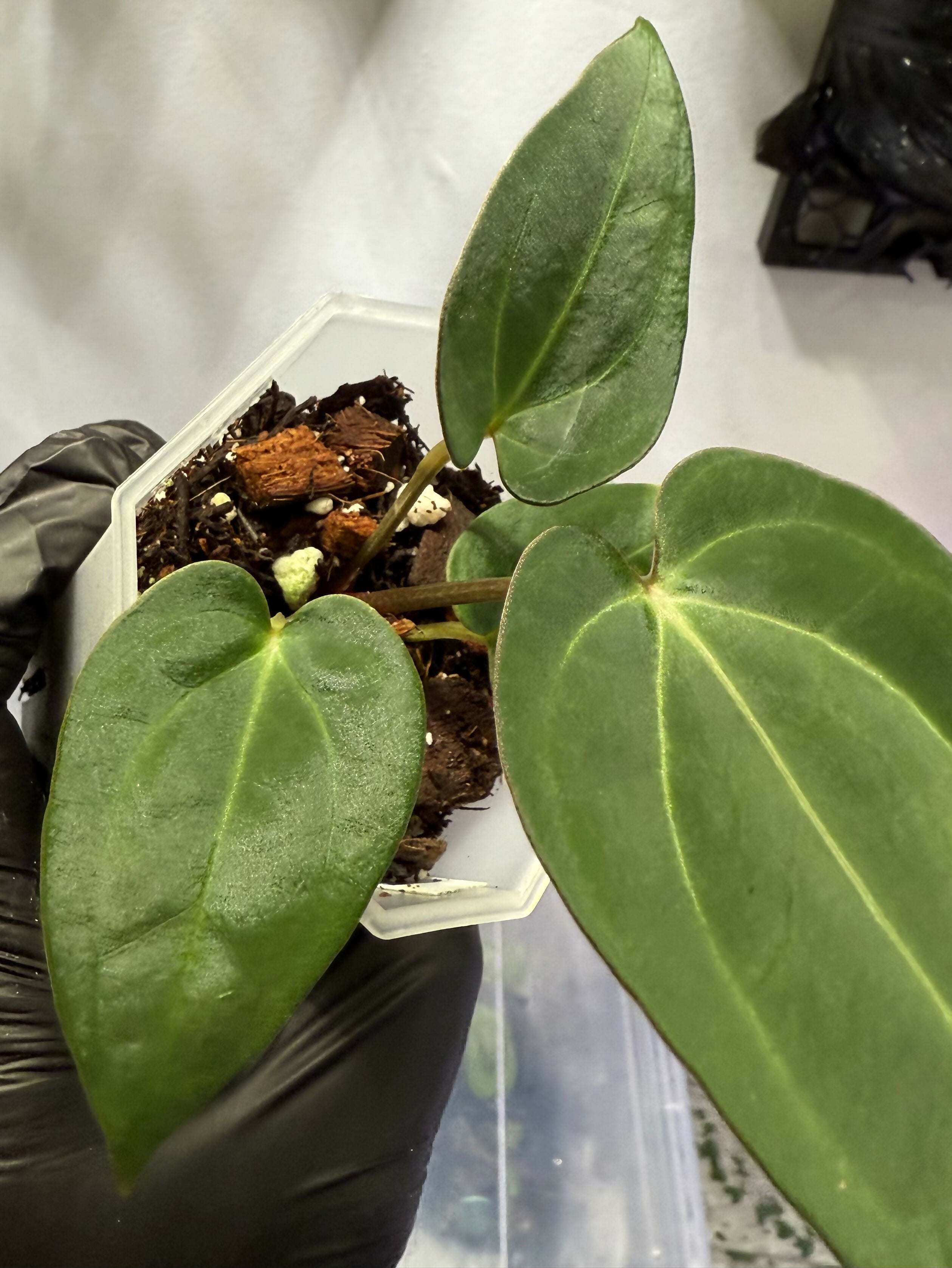 Anthurium (Dress x Carla "Amanda") x Carla 6x5