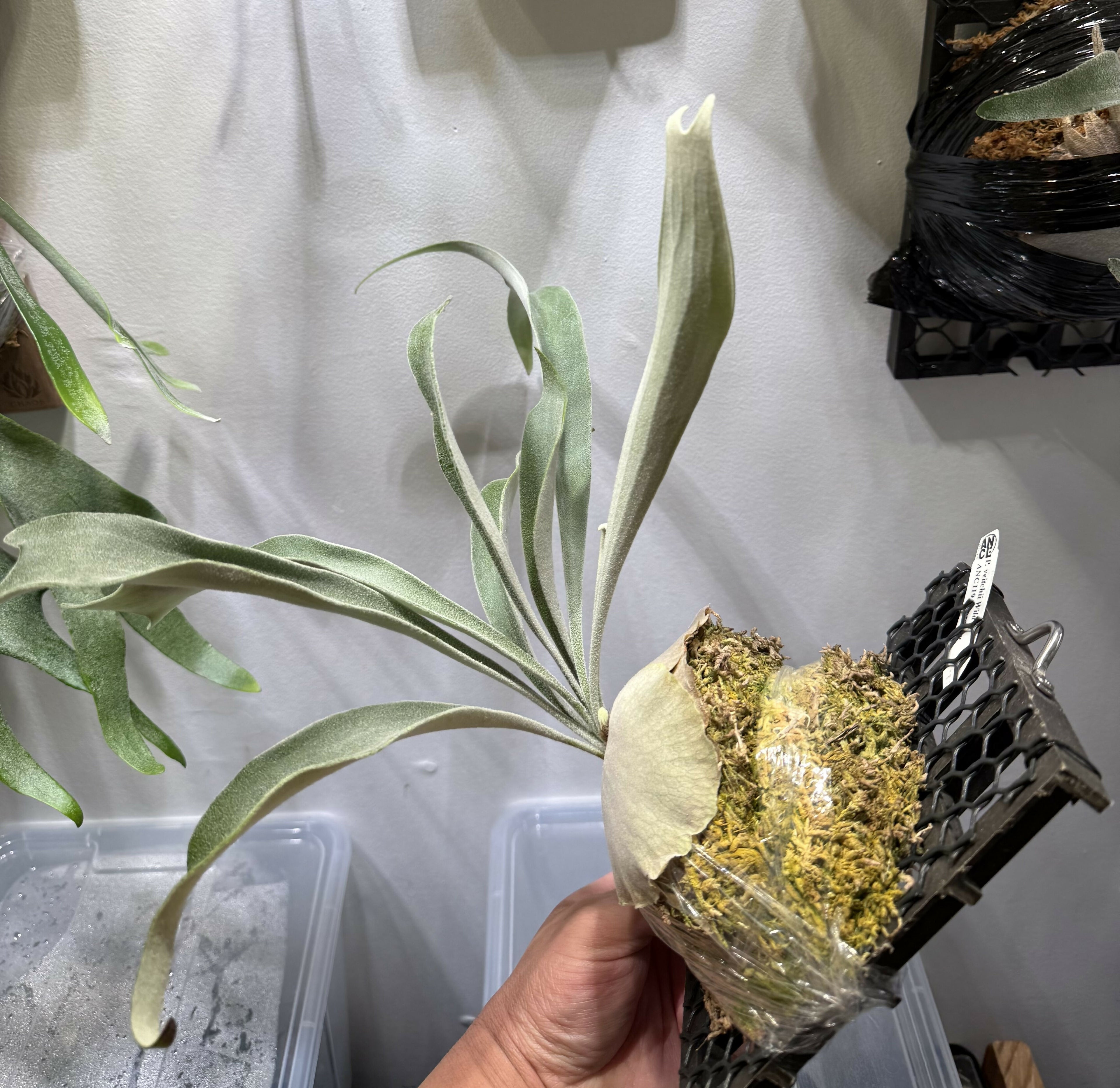 Platycerium Veitchii Wild cv119 Sporeling