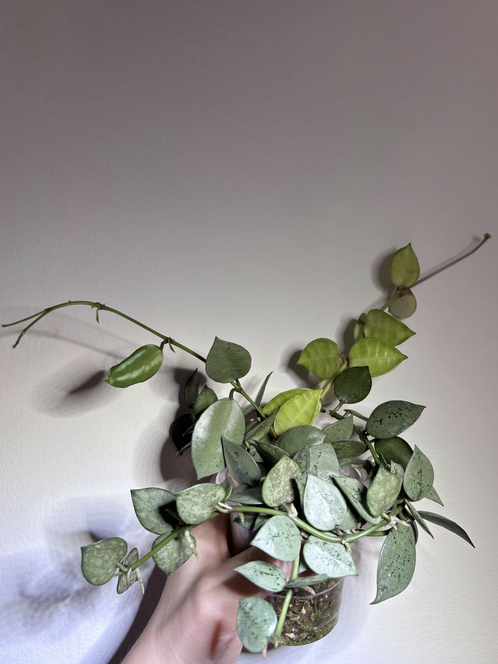 Hoya Lacunosa Trio (B)