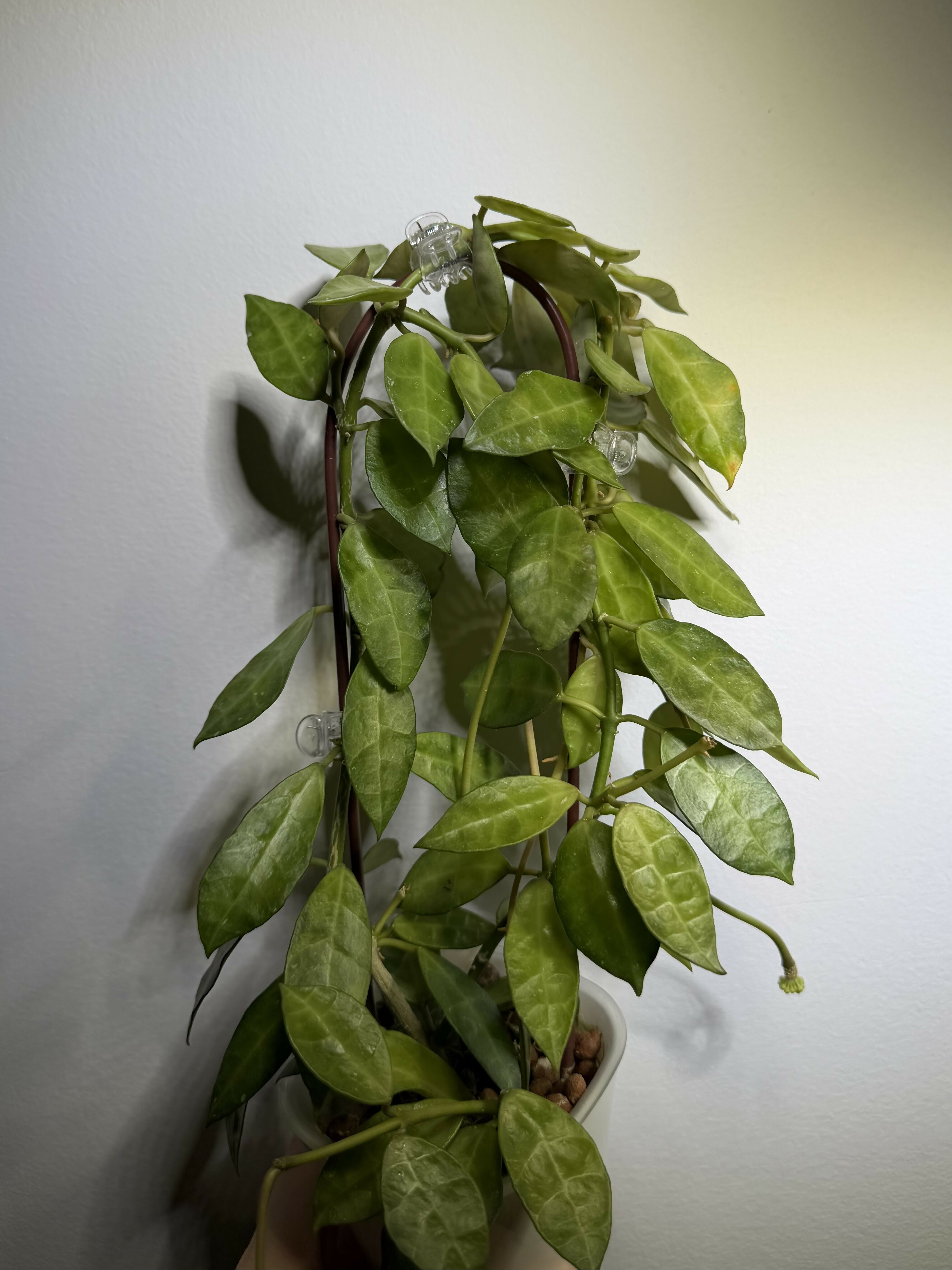 Hoya Lacunosa Amarillo - Mother Plant