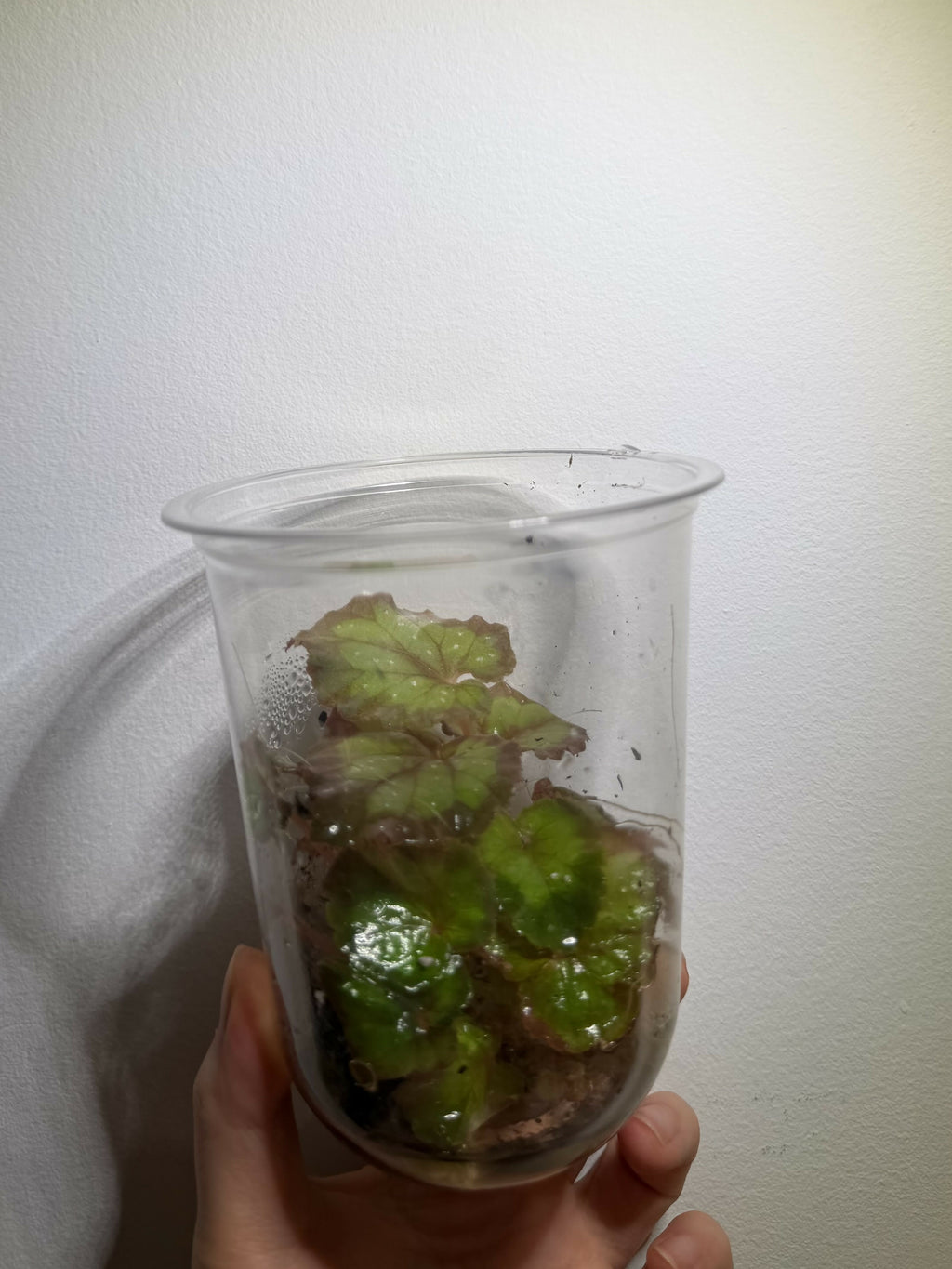 Begonia 'Carnival' (Cup)