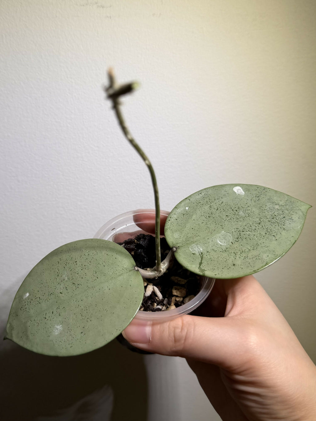 Hoya Verticillata Silver Heart