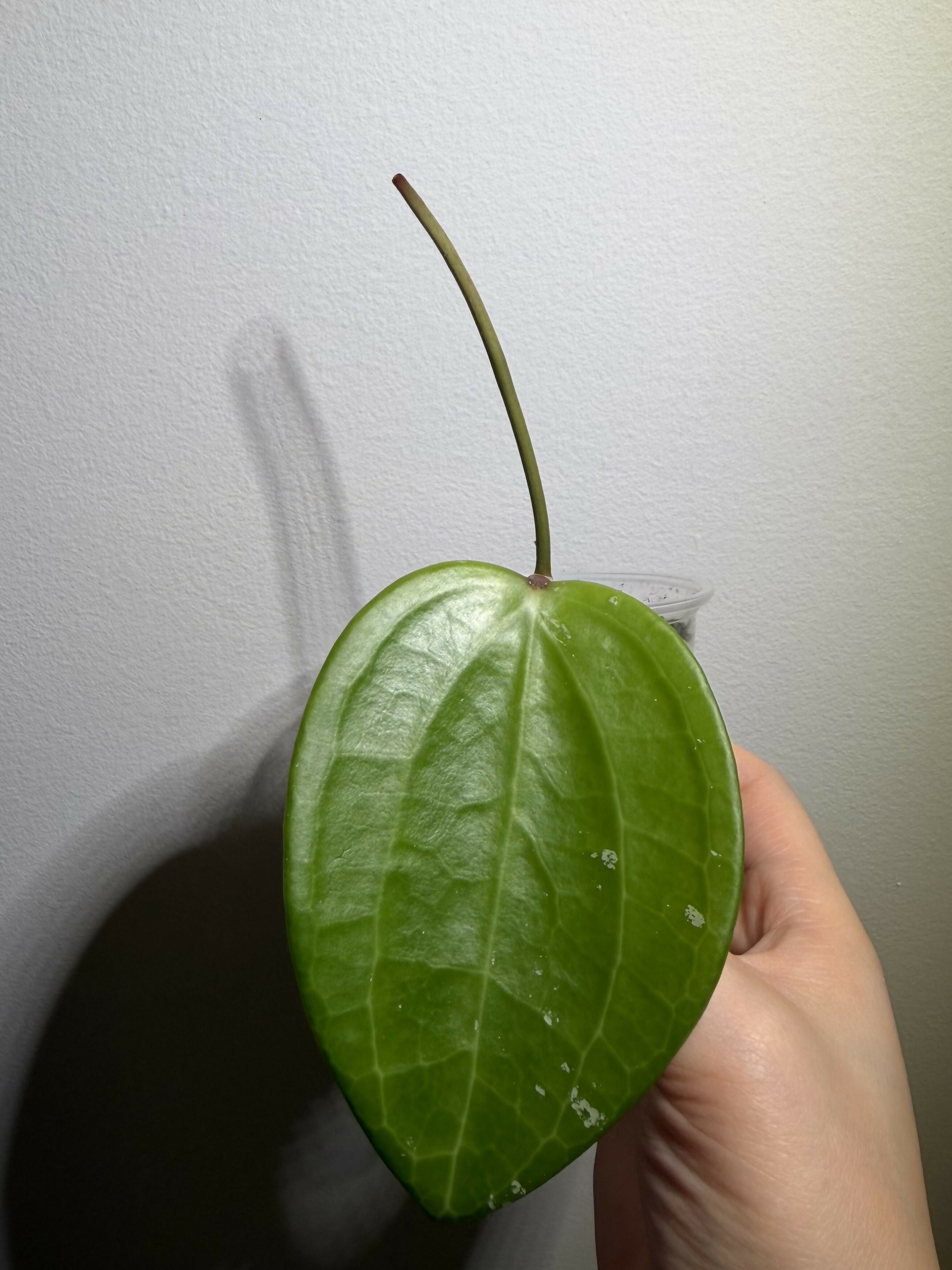 Hoya Latifolia MRH Reverted