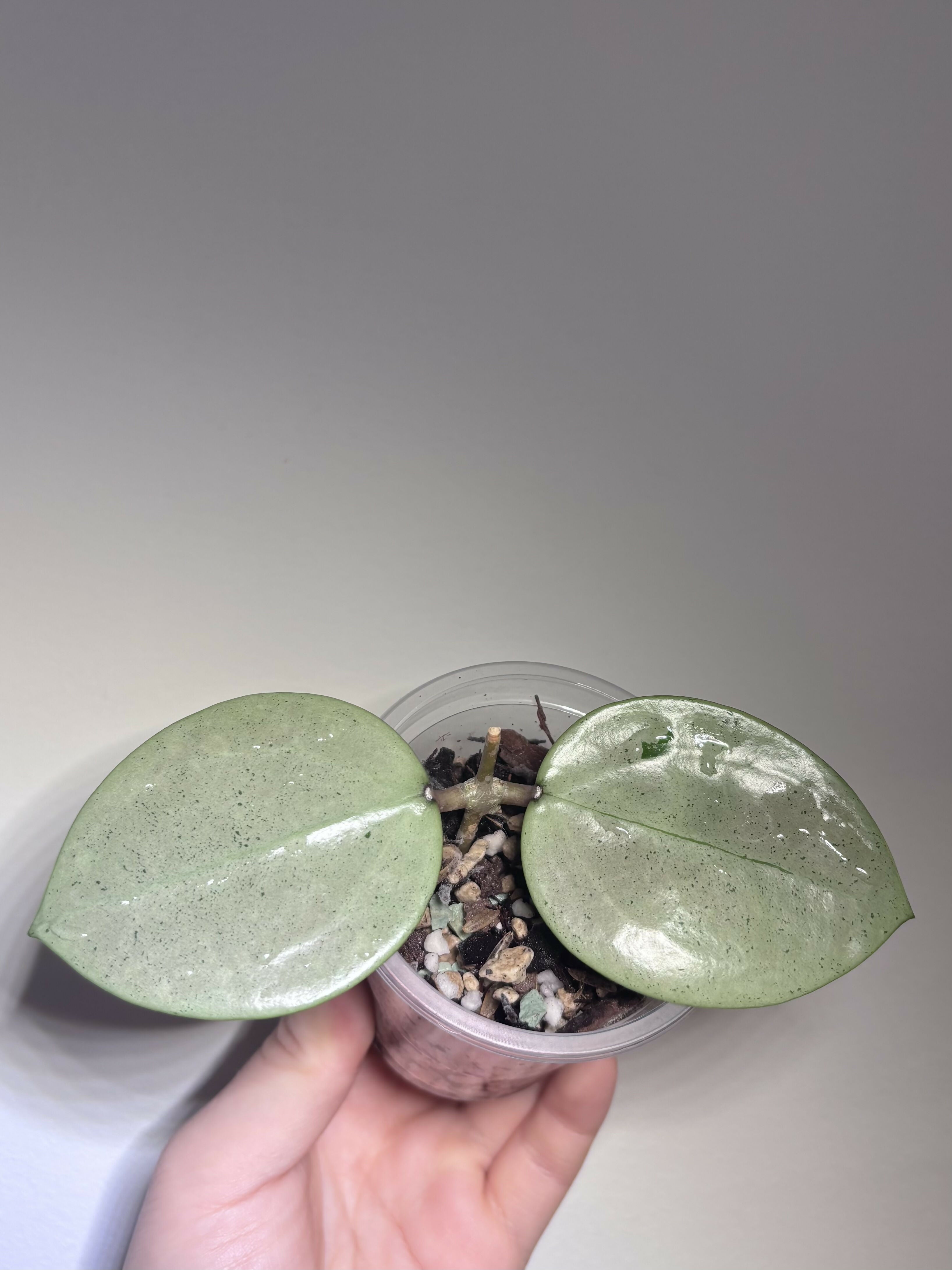 Hoya Verticillata Silver Heart