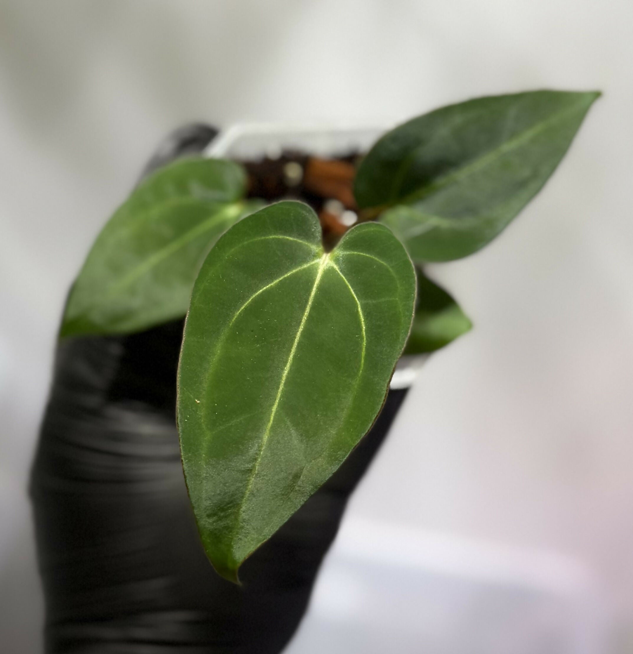 Anthurium (Dress x Carla "Amanda") x Carla 6x5