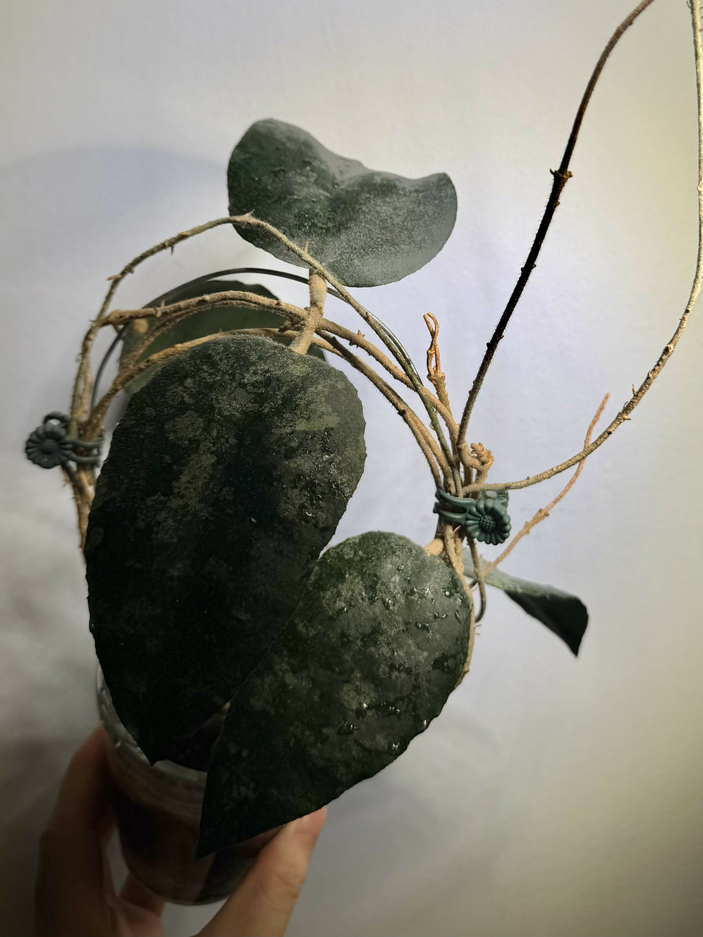 Hoya Caudata Sumatra - Mother Plant