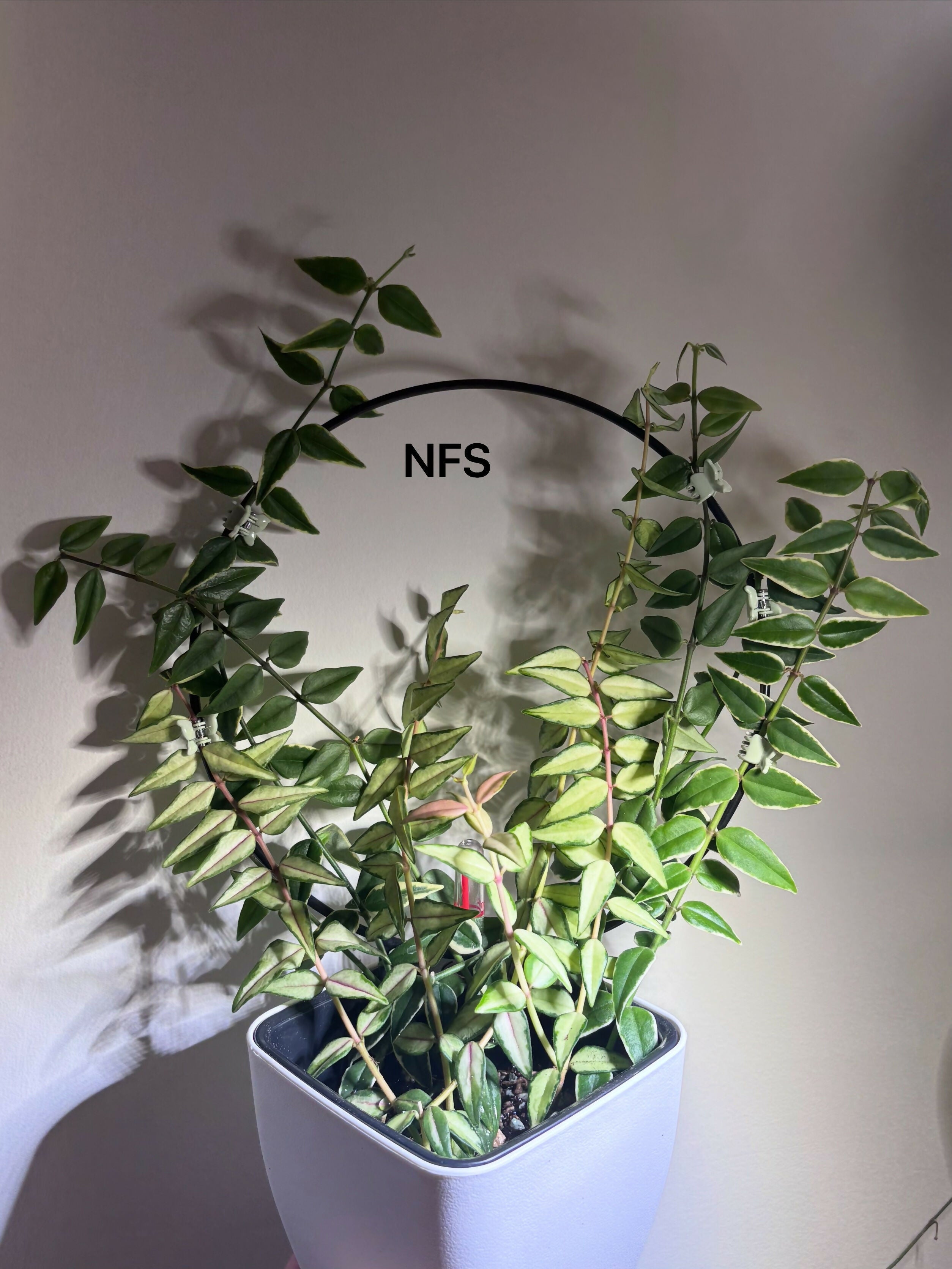 ADD-ON: Hoya Bella - Grower's Choice