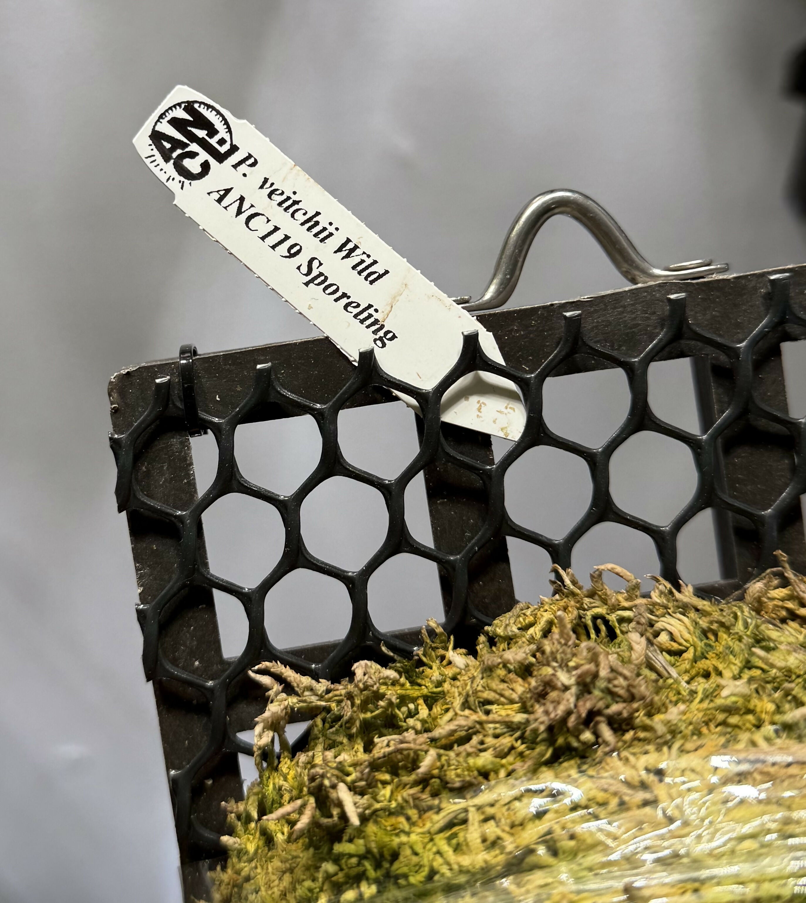 Platycerium Veitchii Wild cv119 Sporeling