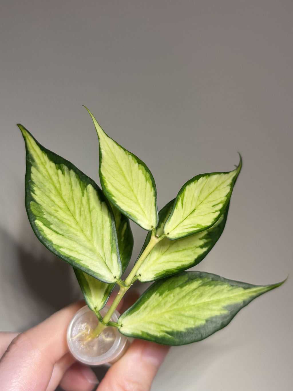 Hoya Polyneura Inner Var. (B)