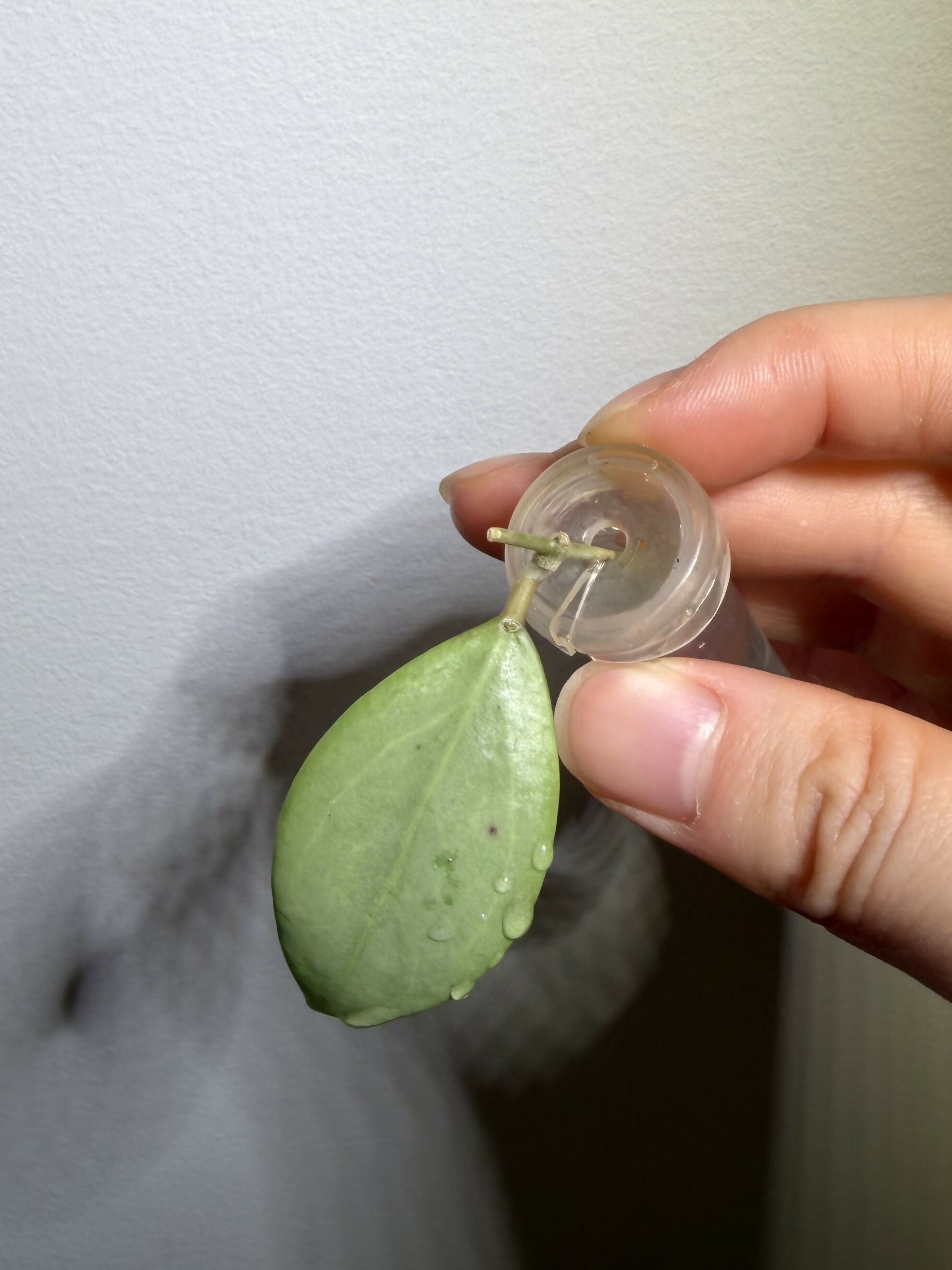 Hoya Erythrostemma Silver