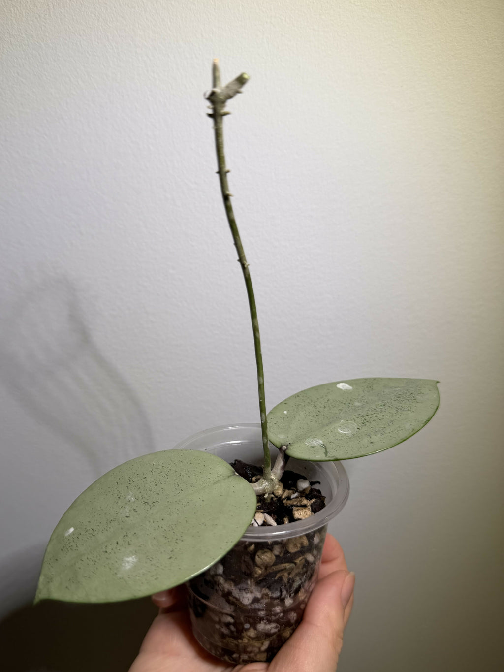 Hoya Verticillata Silver Heart
