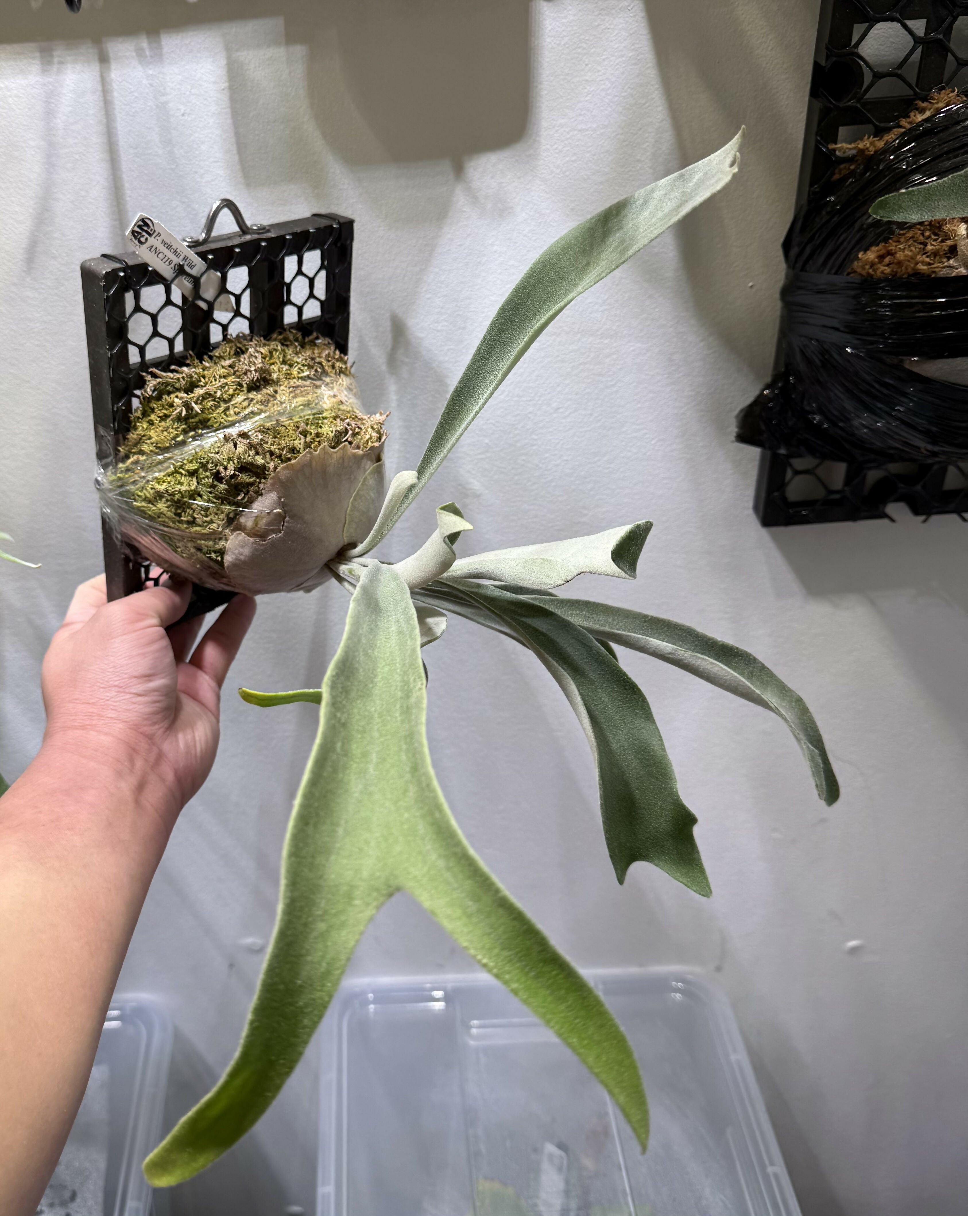 Platycerium Veitchii Wild cv119 Sporeling