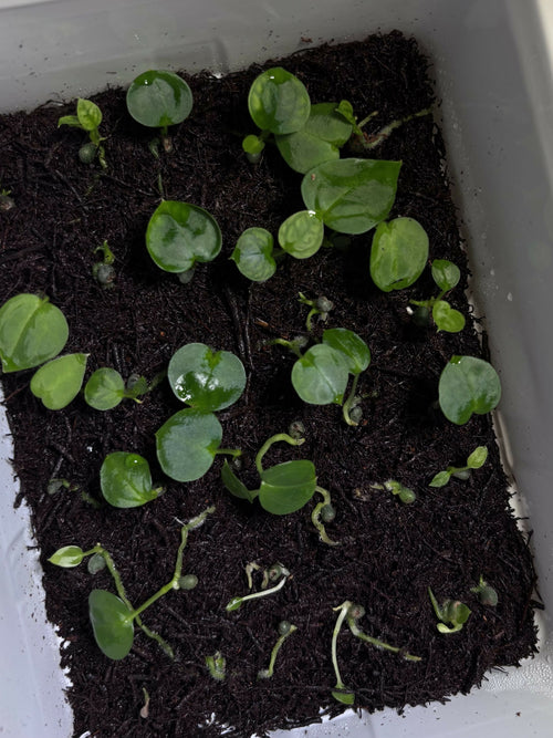 ADD-ON: Anthurium Pap Hybrid - Grower's Choice